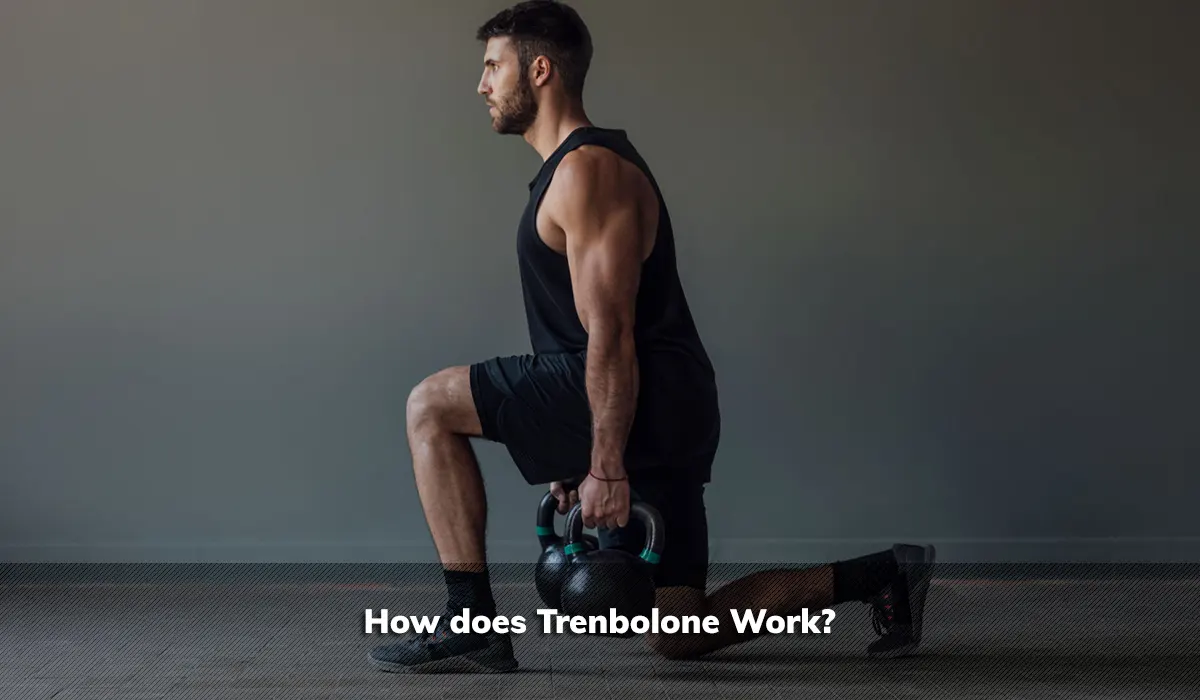 How does Trenbolone Work?